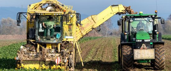 turnip, vegetables, harvest, agriculture, nourishment, naturally, machine, fields, tuber, nature, floor, farmer, sugar beet, arable land, technology, vehicle, harvest time, fall, harvest, harvest, harvest, harvest, harvest