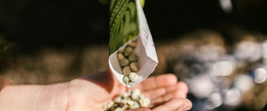Close-up of a child receiving seeds from a gloved hand for planting.